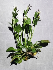 Cardamine bellidifolia alpina