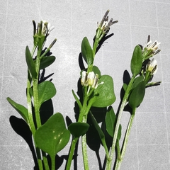 Cardamine bellidifolia alpina