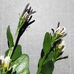 Cardamine bellidifolia alpina