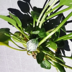 Cardamine bellidifolia alpina