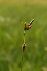 Carex luzulina