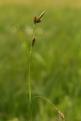 Carex luzulina