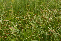 Carex luzulina