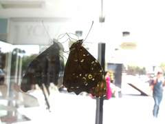 Pseudomaniola phaselis