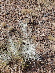Senecio flaccidus flaccidus
