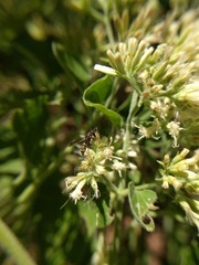 Stenodynerus suffusus