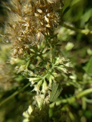 Stenodynerus suffusus