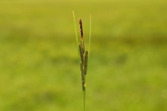 Carex kelloggii