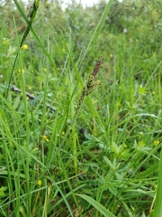 Carex nigra juncea