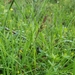 Carex nigra juncea - Photo (c) Berit Gehrke, algunos derechos reservados (CC BY-NC), uploaded by Berit Gehrke