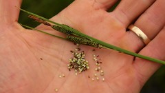 Carex kelloggii