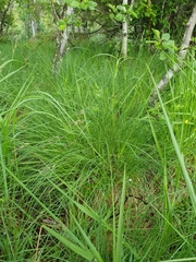 Carex nigra juncea