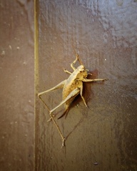 Pholidoptera griseoaptera