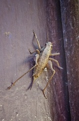 Pholidoptera griseoaptera