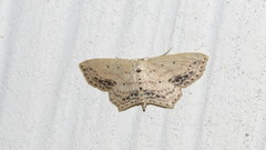 Scopula cacuminaria