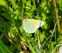 Colias christina