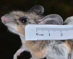 Peromyscus truei