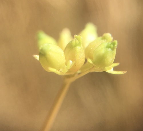 Broad-fruited Cornsalad