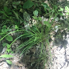 Dichanthelium depauperatum