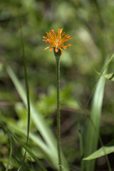 Agoseris aurantiaca