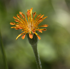 Agoseris aurantiaca