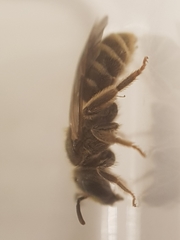 Halictus tumulorum
