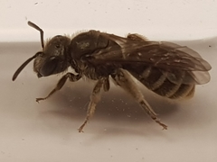 Halictus tumulorum