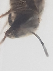 Halictus tumulorum