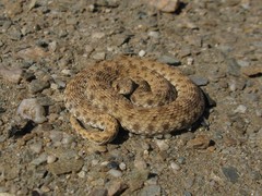 Dipsina multimaculata