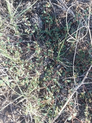 Euphorbia glyptosperma