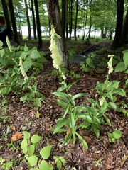 Digitalis lutea