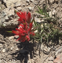 Castilleja scabrida scabrida