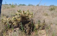 Cylindropuntia davisii