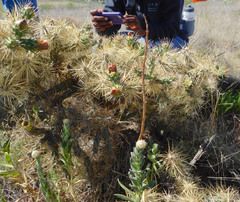 Cylindropuntia davisii