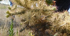 Cylindropuntia davisii