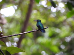 Chlorostilbon mellisugus