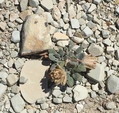 Chamaechaenactis scaposa