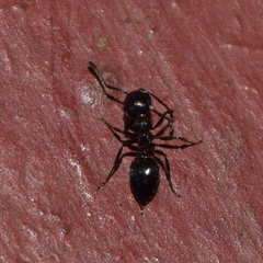 Crematogaster coarctata