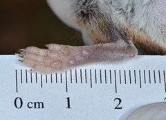 Peromyscus truei