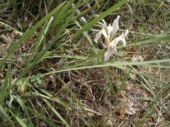 Iris macrosiphon