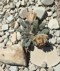 Chamaechaenactis scaposa