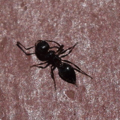 Crematogaster coarctata