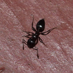 Crematogaster coarctata