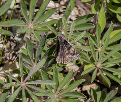 Erynnis juvenalis