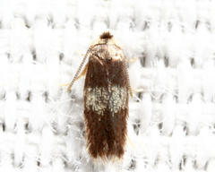 Stigmella nigriverticella