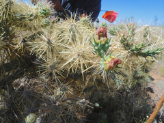 Cylindropuntia davisii