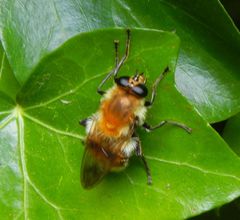 Criorhina floccosa