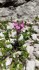 Pedicularis rosea