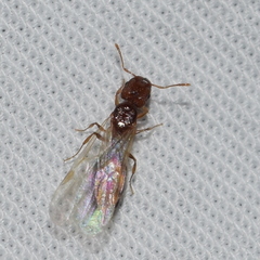 Pheidole californica