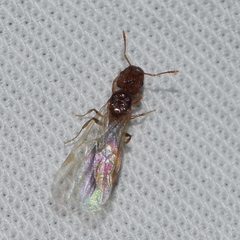 Pheidole californica